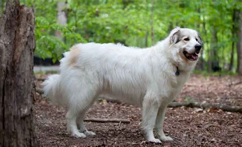 14 Great Pyrenees Mixed Breeds: Massive, Majestic Mixes!