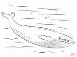 Cute Blue Whale coloring Page  Free Printable Coloring Pages sketch template
