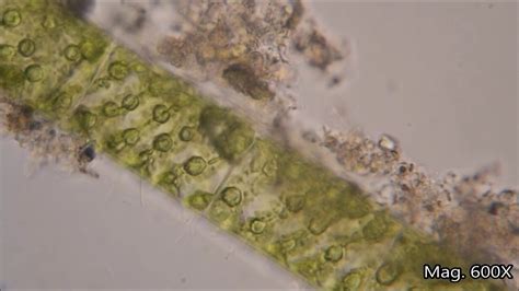 What Is Fragmentation In Spirogyra? The 12 Correct Answer ...