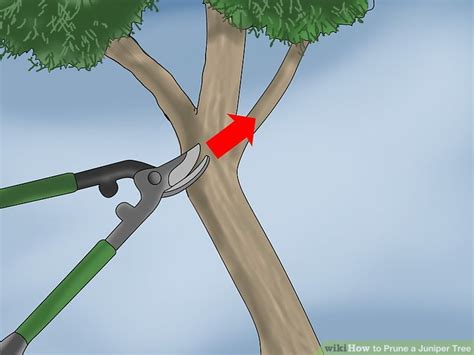 How to Prune a Juniper Tree: 10 Steps (with Pictures) - wikiHow