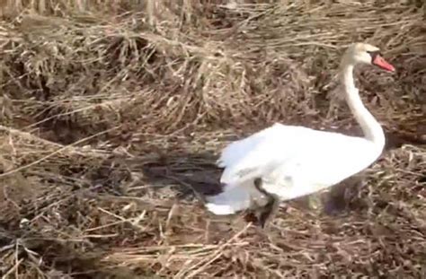 Watch: Incredible swan rescue goes viral in amazing Facebook video ...