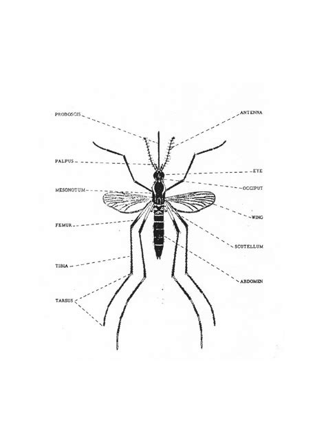 Figure A-1. Characteristics of an adult female mosquito - Arthropod ...