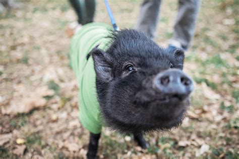 Should You Keep a Potbellied Pig as a Pet?