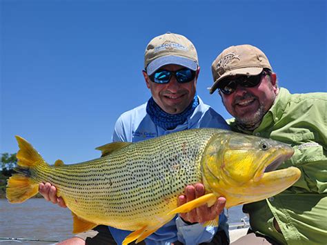 I lost another freshwater dorado... it was big, around 20-23 inches from what I saw. I'm sure I ...