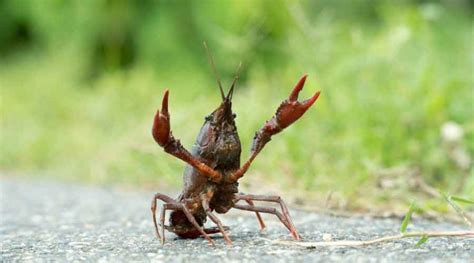 Red Swamp Crayfish Facts