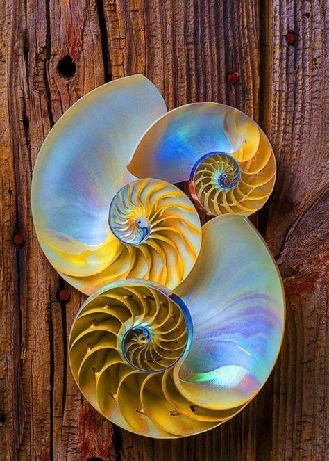 Nautilus Shell | Abstract, Sea shells, Nautilus