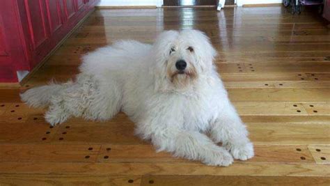 Pyredoodle (Great Pyrenees-Poodle Mix) Info, Puppies, and Pictures