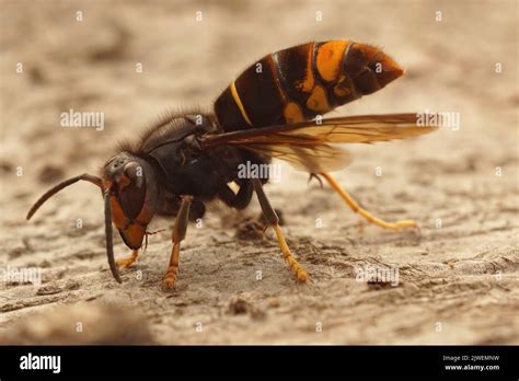 Detailed closeup on the invasive and aggressive a dark Asian yellow-legged hornet , Vespa ...