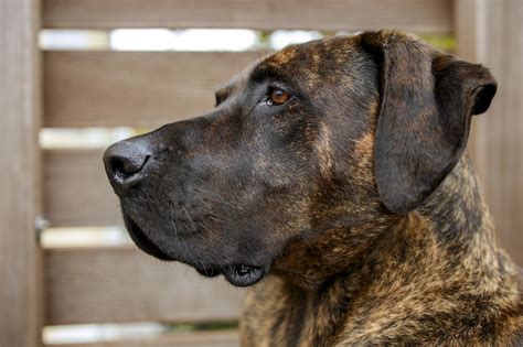 German mastiff Portrait - Photo #5425 - motosha | Free Stock Photos