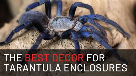 The Best Decor For Tarantula Enclosures