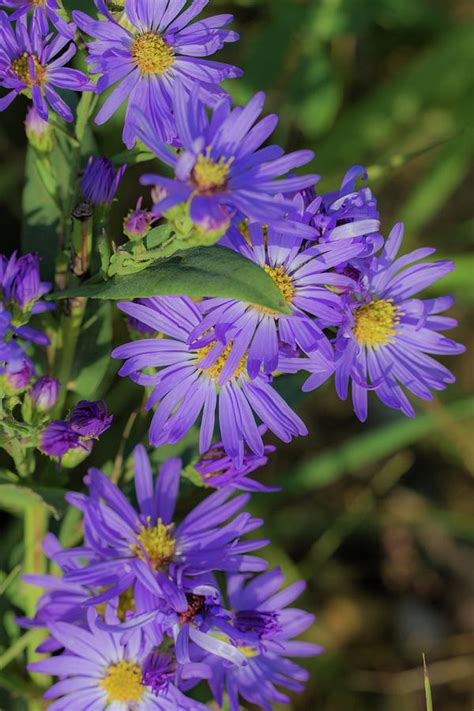 Purple Asters Photograph by Peter Bouman - Fine Art America