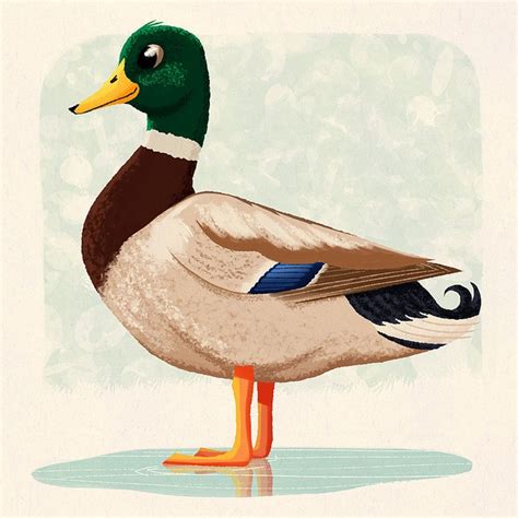 Duck! | Animal drawings, Wildlife artwork, Fox painting