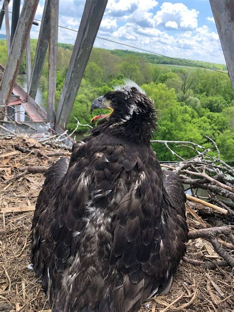 Bald eagle chicks nesting in transmission tower get banded and health ...