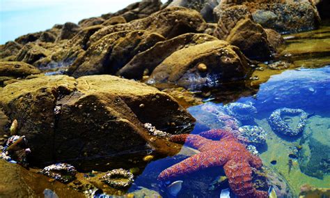 Exploring Tide Pools | Sooke Harbour Resort & Marina