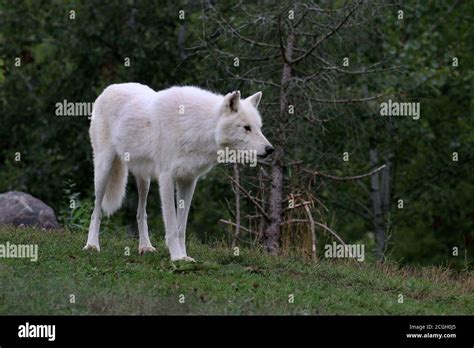 Arctic wolf pack in zoo Stock Photo - Alamy