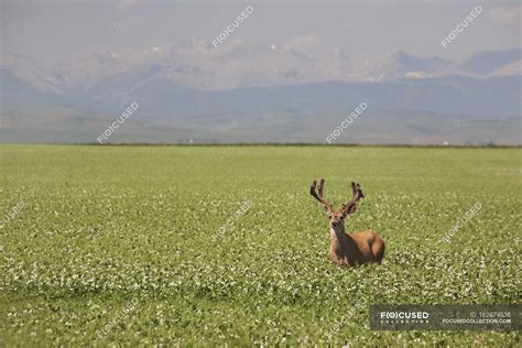 Male Deer With Antlers — live, organism - Stock Photo | #162674536