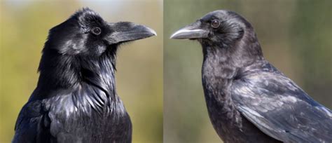 How To Tell the Difference Between a Crow and a Raven – Colorado Virtual Library