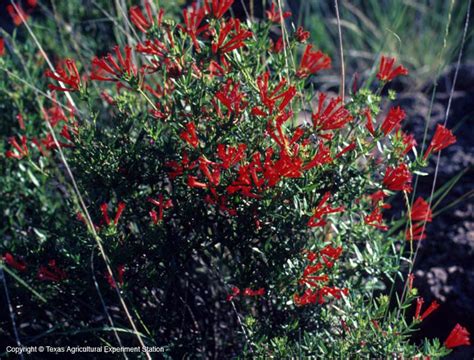 Texas Native Plants Database