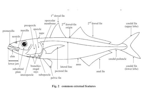 External morphology of fish