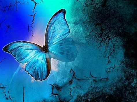 Pin by Francine Bianchin on borboletas azuis | Butterfly wallpaper ...