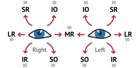 Anatomy and physiology of ocular movement - Optography