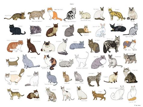 Cat Breeds Poster 18x24