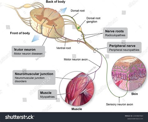 162 "dorsal Root Ganglion" Images, Stock Photos, 3D objects, & Vectors | Shutterstock