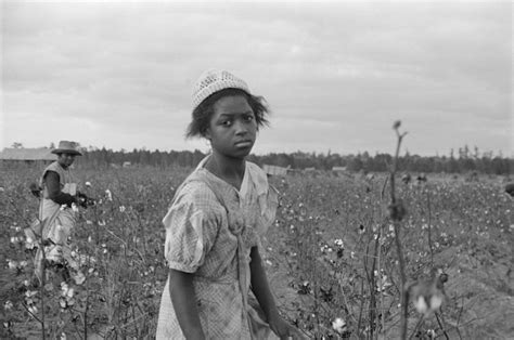 African American Girl Picking Cotton Photograph by Everett | Pixels