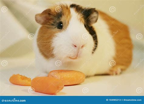 Cute and Funny Guinea Pig is Eating a Carrot Stock Image - Image of ...