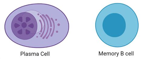 B cell (B lymphocyte)- Definition, Types, Development, Applications