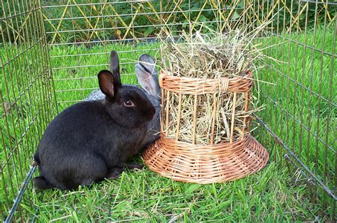 WHAT IS FUN FOR A RABBIT – TOYS AND GAMES – Celia Haddon