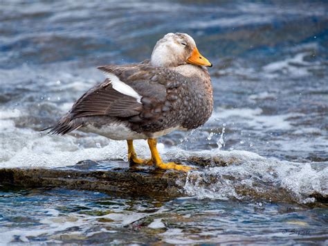 The Unique Flight of the Steamer Duck - Save The Eagles