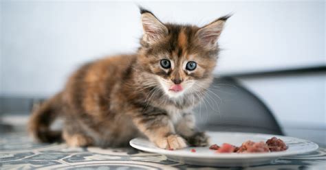 The 9 Best Kitten Foods To Help Your Little Precious Grow Into A Healthy Cat