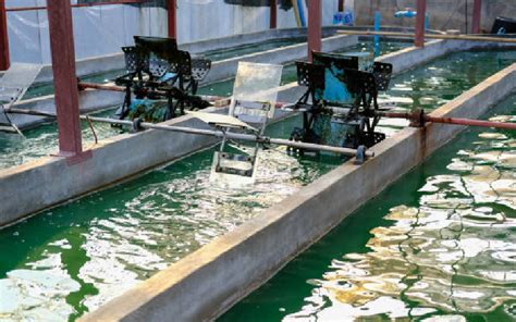 The Ultimate Guide To Spirulina Farming Equipment