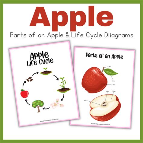 Apple Life Cycle Diagram