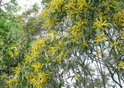 Bronchial Asthma and Pollinosis Due to Acacia Trees - HubPages