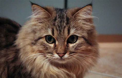 Kucing Maine Coon Mix Parsi