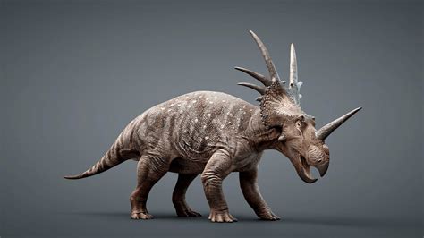 Styracosaurus albertensis: The Cretaceous Rhinoceros - Darwin's Door