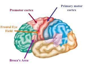 Premotor Cortex - MedFriendly.com Primary Motor Cortex, Frontal Lobe ...