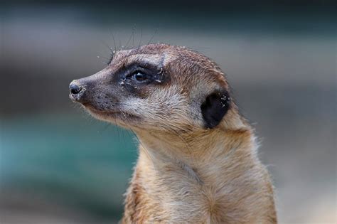 Meerkat Mongoose Hawk Animal Look - Free photo on Pixabay - Pixabay