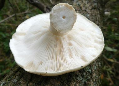 Elm Oyster Identification: Pictures, Habitat, Season & Spore Print | Hypsizygus ulmarius