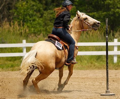 Palomino western gaming horse | Horses, Appaloosa horses, Appaloosa