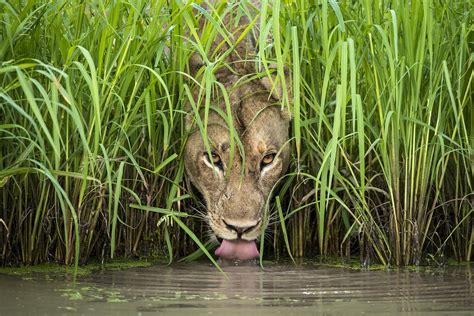 New Field Museum Exhibit to Showcase Stunning Wildlife Photography | Chicago News | WTTW