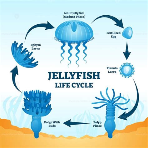 Jellyfish life cycle educational labeled diagram vector illustration - VectorMine