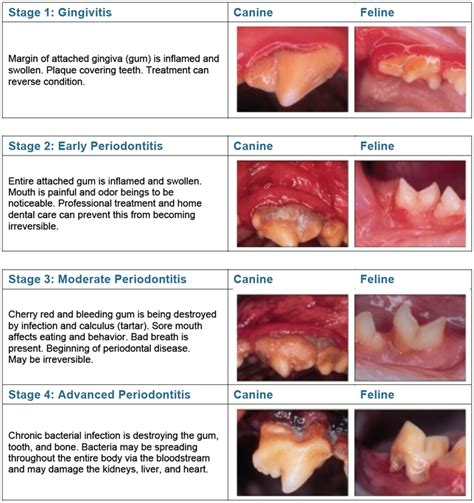 Is Gingivitis In Dogs Painful