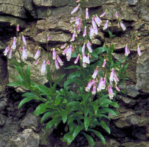 Penstemon Seeds for Plants Native Plant Seeds for Planting - Etsy