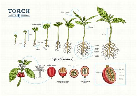 Image result for coffee bean plant stages of growth | Coffee flower ...