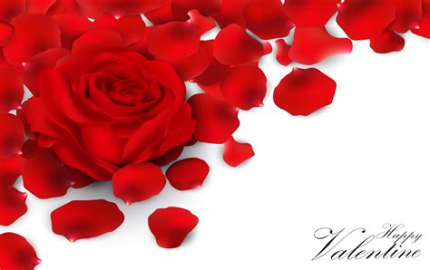 Red roses and rose petals on white background 6210369 Vector Art at ...