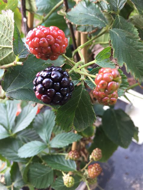 Blackberry Pruning - Backbone Valley Nursery