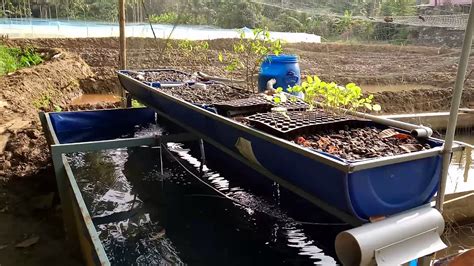 Aquaponics System Design | Build a Mini Aquaponics System | Aquaponics ...